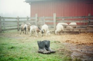 Agroturystyka ze zwierzętami: gospodarstwa dla dzieci i dorosłych