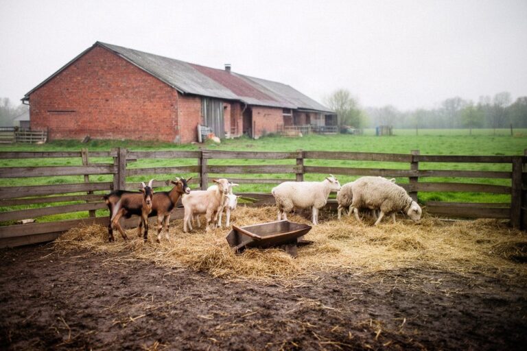 Mini zoo w gospodarstwie agroturystycznym: jakie zwierzęta i zasady