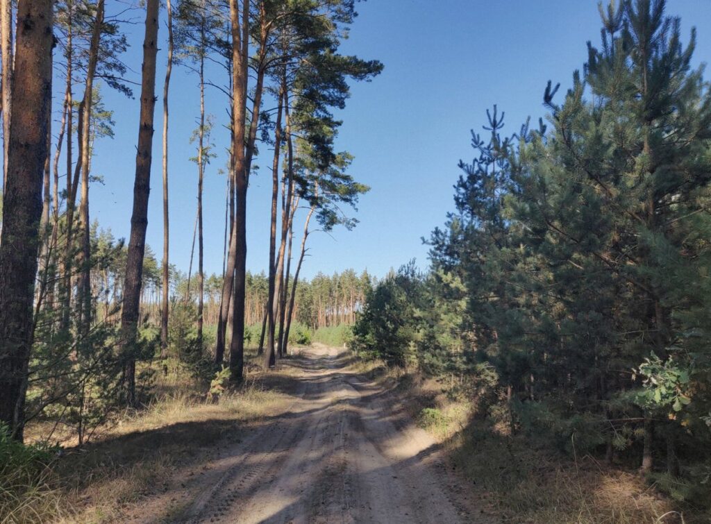 Piaszczysta droga leśna wśród sosen